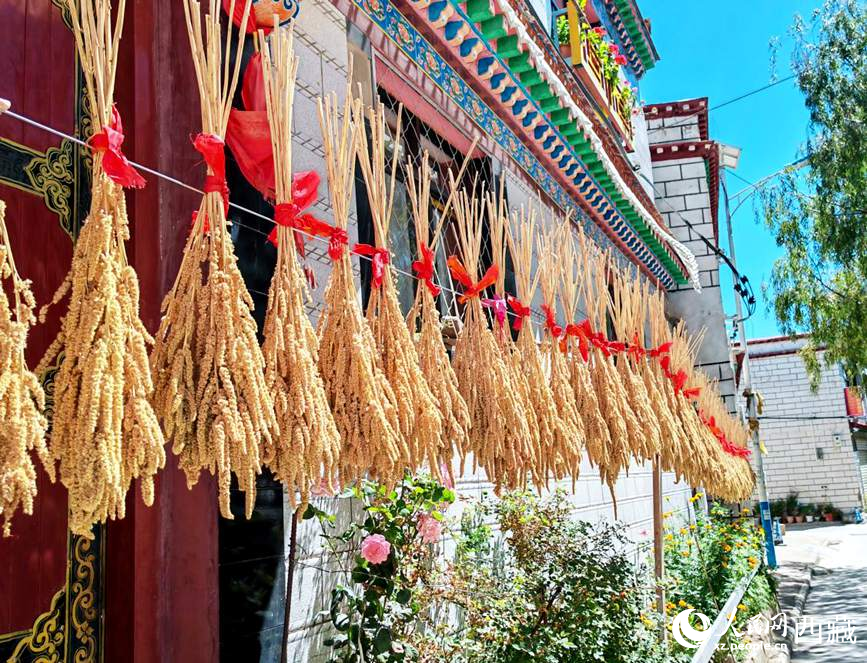 整個(gè)村莊沉浸在收獲的喜悅中。人民網(wǎng) 李海霞攝