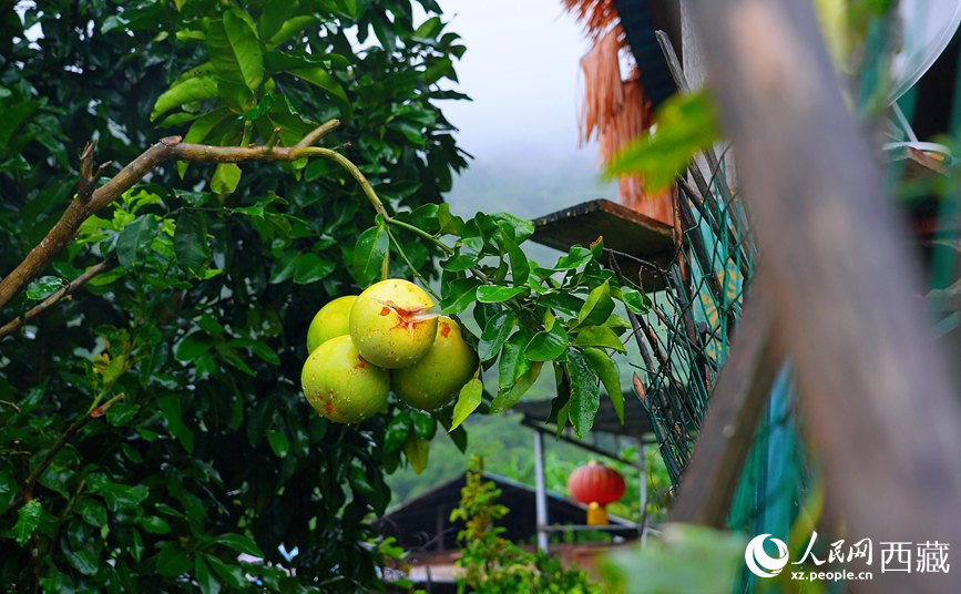 墨脫縣德興鄉(xiāng)德興村庭院果樹飄香。
