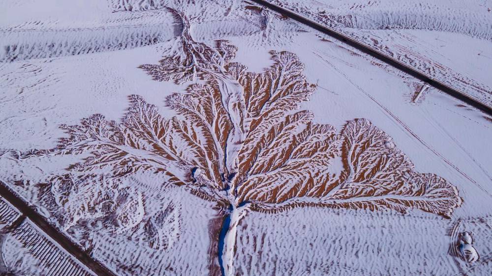 雪中“大樹”。邊巴多吉攝
