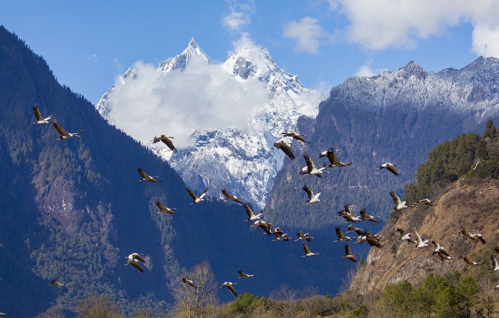 黑頸鶴蹁躚起舞美如畫(huà)。索多攝
