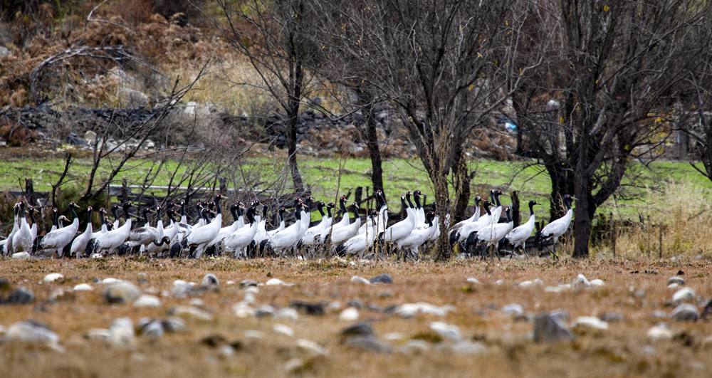 黑頸鶴在濕地上閑庭信步。索多攝