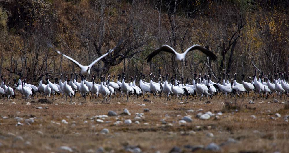 黑頸鶴蹁躚起舞美如畫。索多攝
