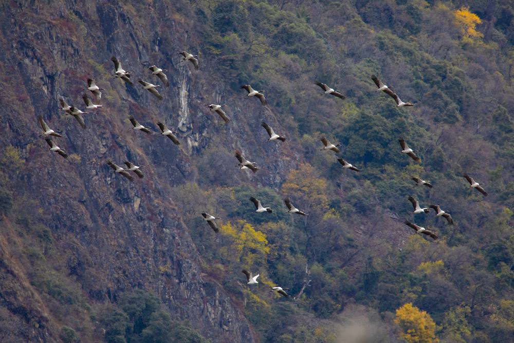黑頸鶴蹁躚起舞美如畫。索多攝