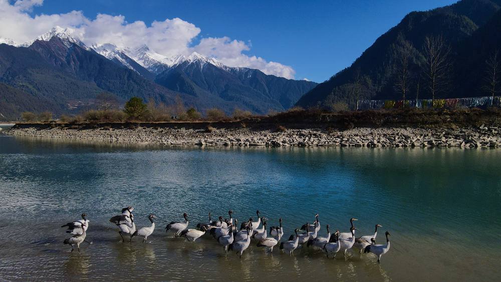 河中嬉戲的黑頸鶴。益西旦增攝