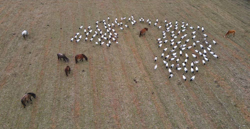 覓食中的黑頸鶴。益西旦增攝