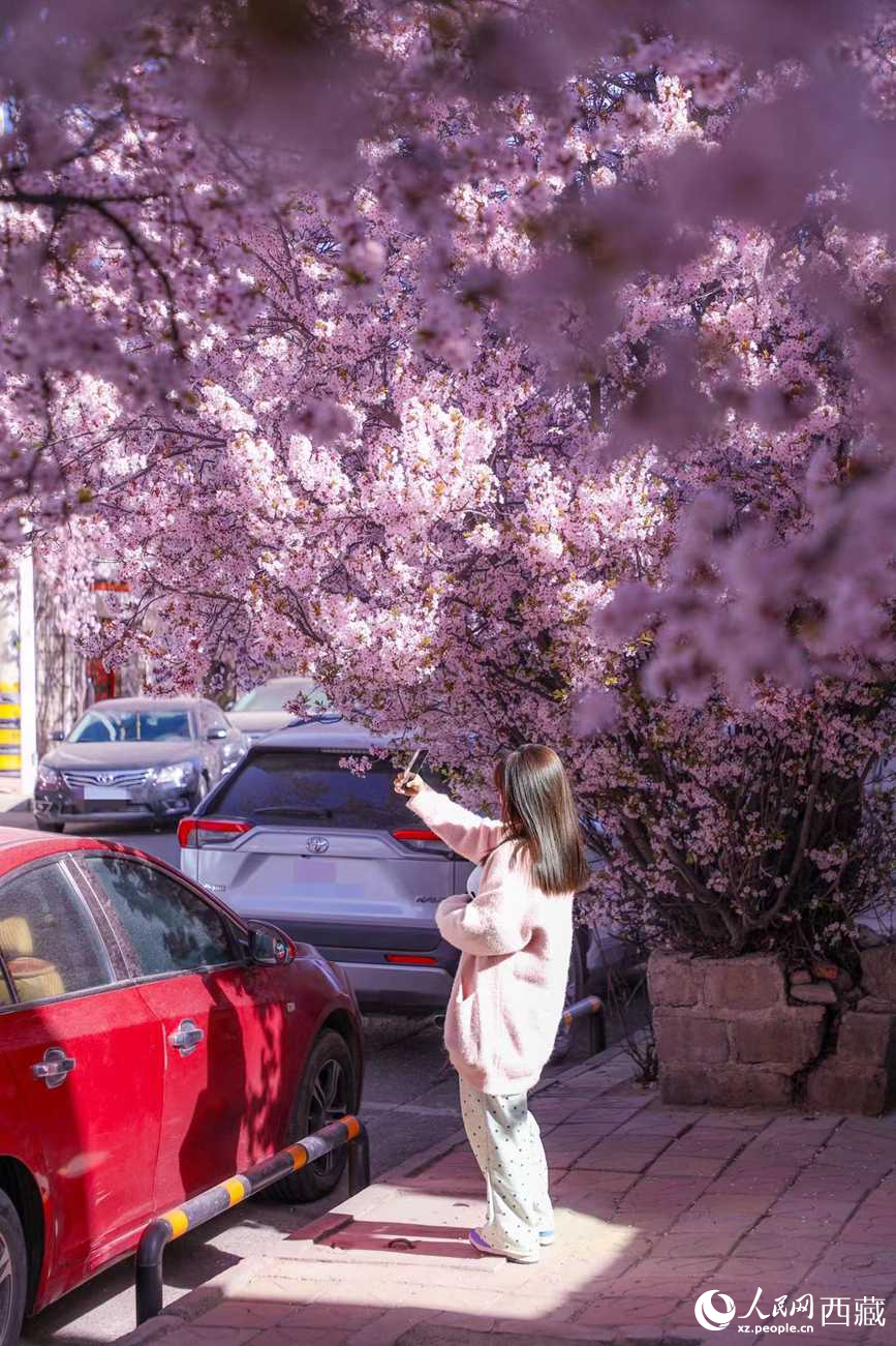 桃林下，拉薩市民游客樂(lè)享春光。人民網(wǎng)記者 次仁羅布攝