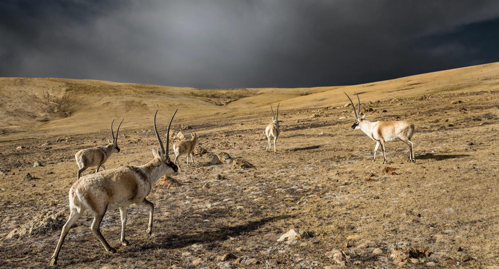 “高原精靈”藏羚羊。尼瑪多吉攝