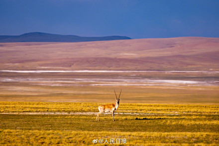 可愛壁紙上新！藏羚羊就是高原上的精靈吧