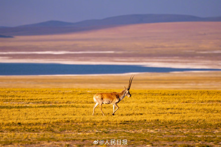 可愛壁紙上新！藏羚羊就是高原上的精靈吧