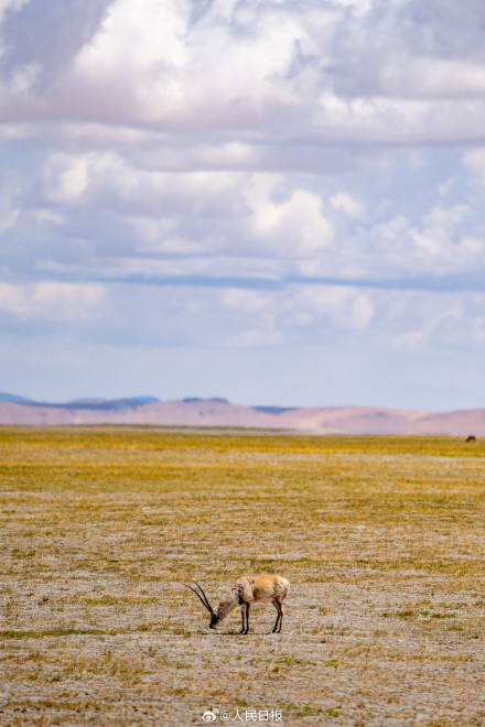 可愛壁紙上新！藏羚羊就是高原上的精靈吧