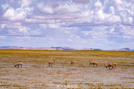 可愛壁紙上新！藏羚羊就是高原上的精靈吧