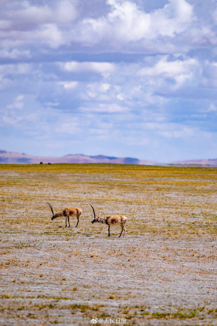 可愛壁紙上新！藏羚羊就是高原上的精靈吧
