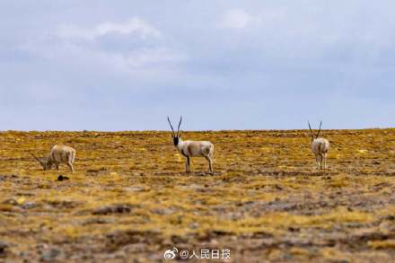 可愛壁紙上新！藏羚羊就是高原上的精靈吧