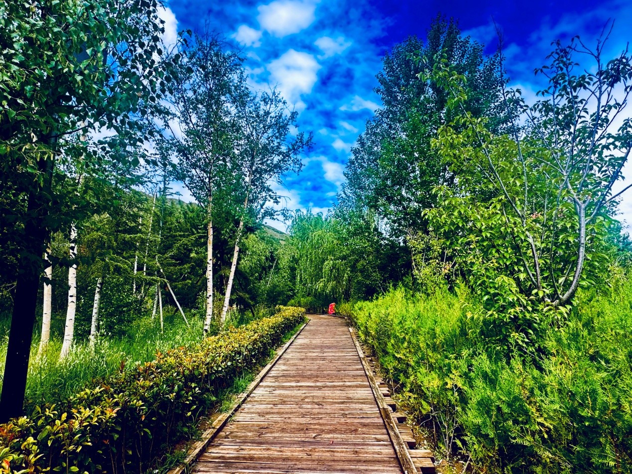 郁郁蔥蔥的南山公園。人民網記者 益西康珠攝