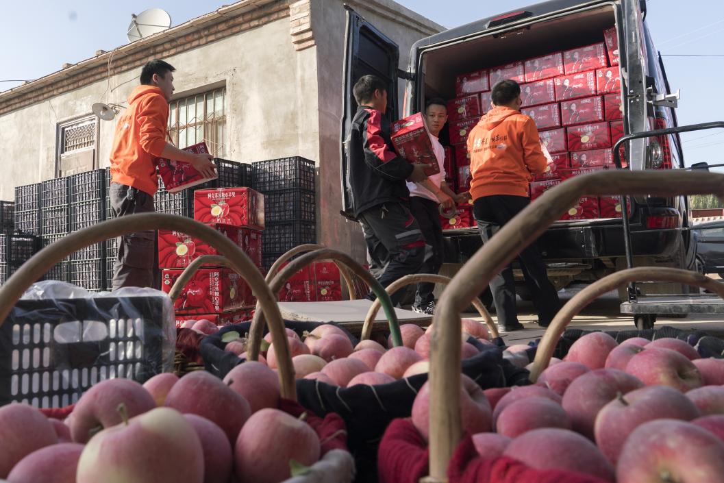 西部冰糖心蘋果，乘著商流上行。劉浩攝