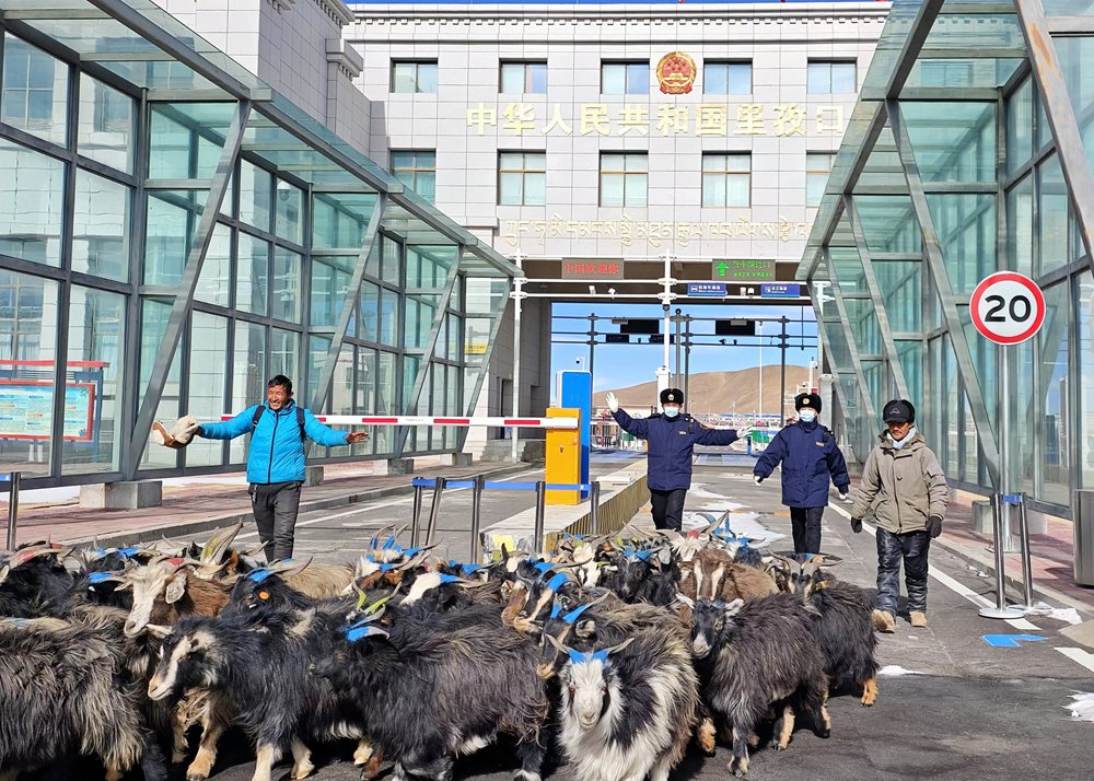 海關(guān)關(guān)員監(jiān)管驗放出口活羊。次旺久美攝