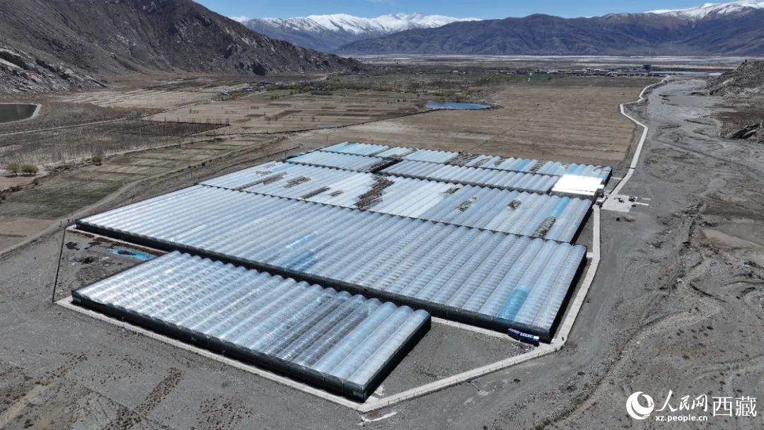 戈壁田園全景。次仁龍布攝