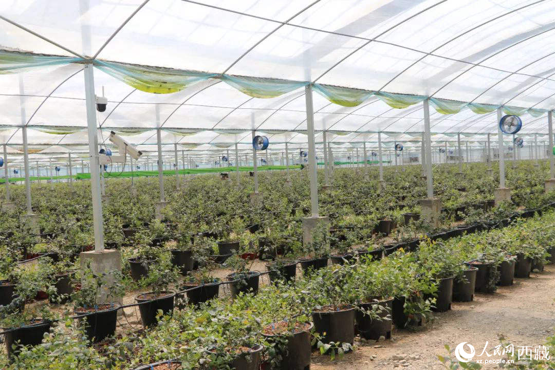 戈壁田園藍(lán)莓工業(yè)化種植基地。次仁龍布攝
