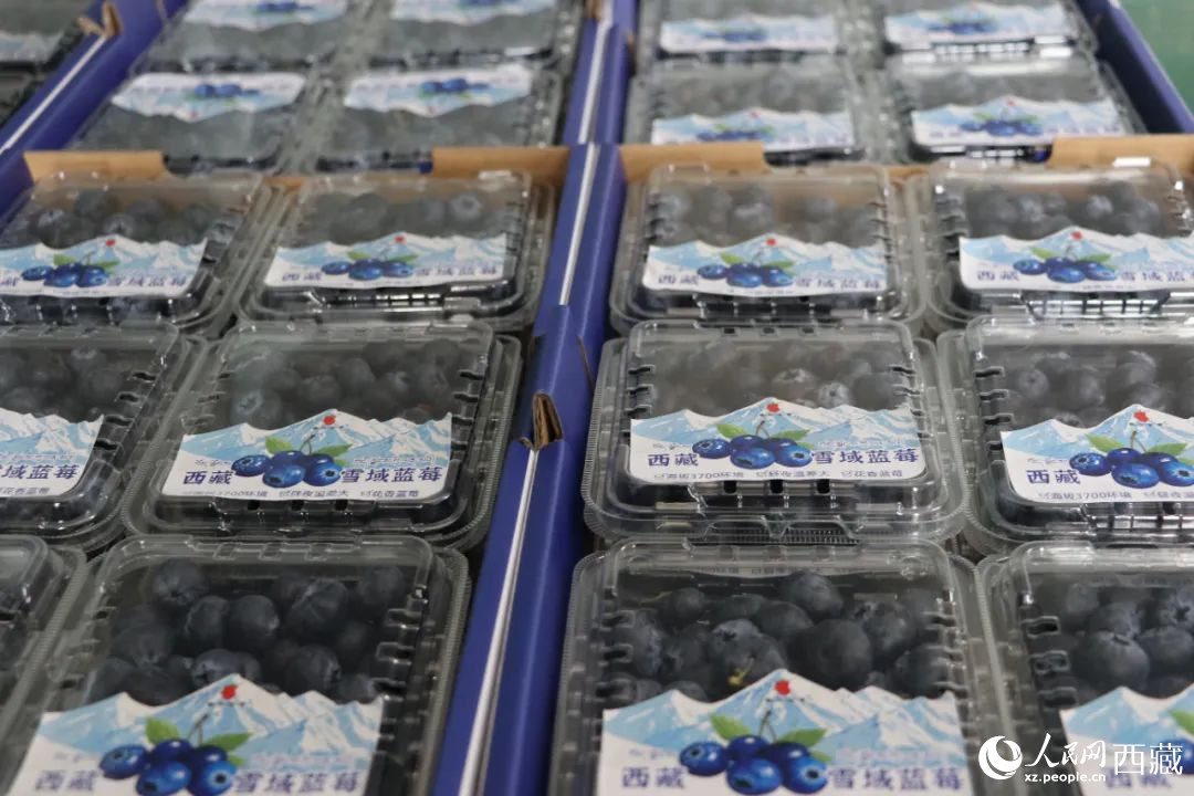 包裝好的藍(lán)莓。次仁龍布攝