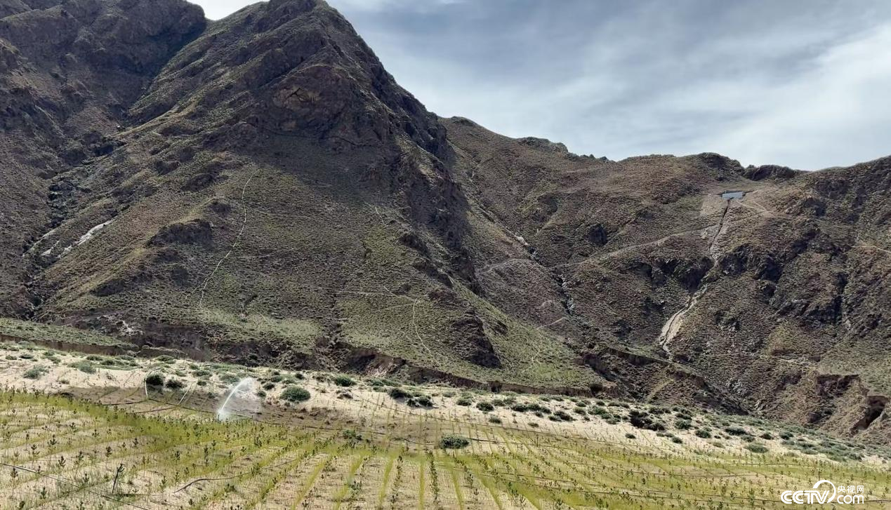 拉薩南北山綠化工程貢嘎段11號(hào)片區(qū)(攝影 李婷婷)