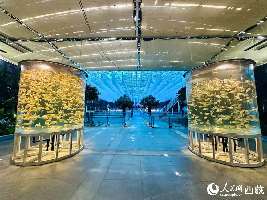 西普海洋公園。人民網(wǎng)記者 次仁羅布攝