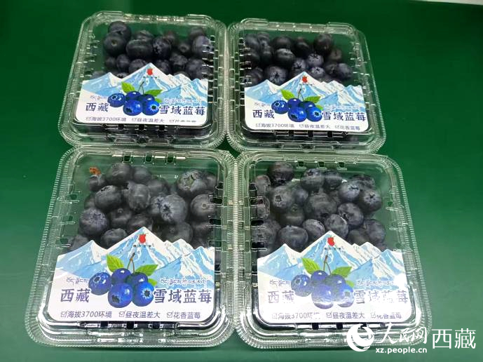西藏雪域藍(lán)莓。羅雨欣攝