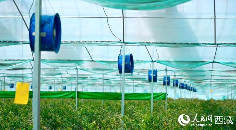 藍(lán)莓種植的智能溫室場景。羅雨欣攝