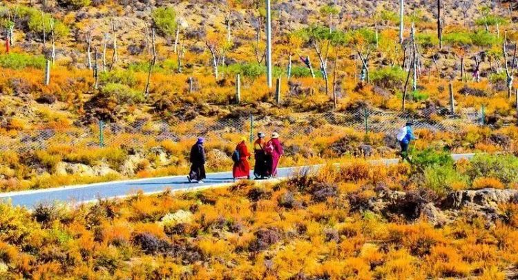 懂西藏的人，一定不會錯過林芝的秋天