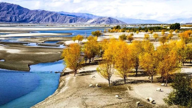 懂西藏的人，一定不會錯過林芝的秋天