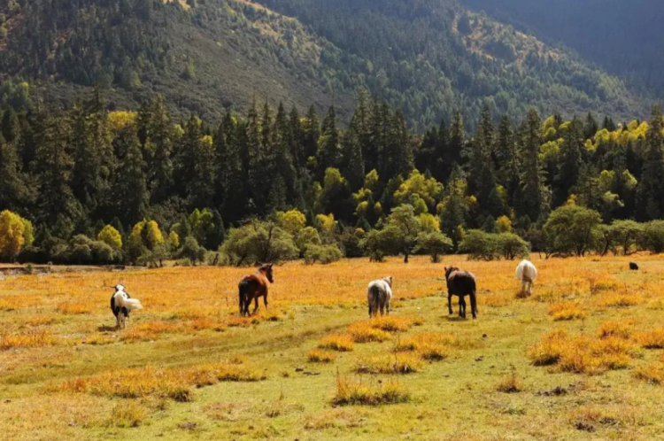 懂西藏的人，一定不會錯過林芝的秋天