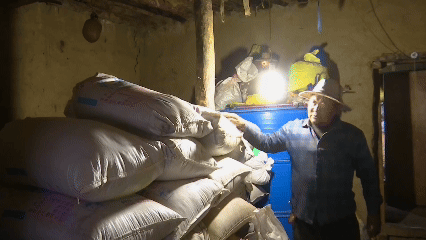 青稞“蛻變”，牦?！俺鋈Α保】次鞑剞r(nóng)牧民的“十四五”豐收答卷