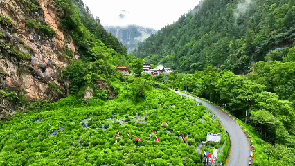 青稞“蛻變”，牦?！俺鋈Α保】次鞑剞r(nóng)牧民的“十四五”豐收答卷