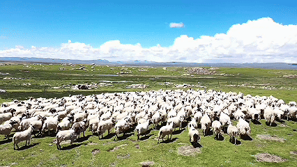 青稞“蛻變”，牦牛“出圈”！看西藏農(nóng)牧民的“十四五”豐收答卷