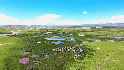 青稞“蛻變”，牦牛“出圈”！看西藏農(nóng)牧民的“十四五”豐收答卷