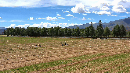 青稞“蛻變”，牦牛“出圈”！看西藏農(nóng)牧民的“十四五”豐收答卷
