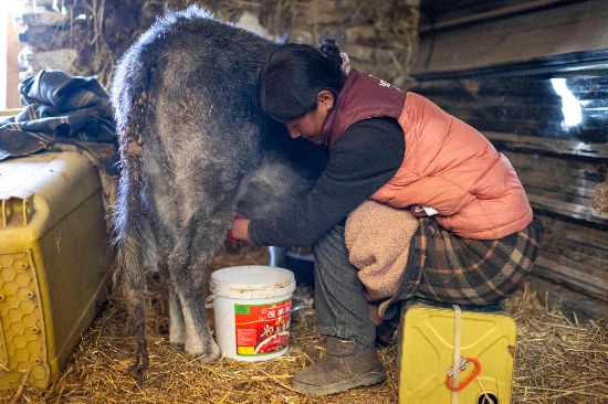 次仁普尺正在擠牛奶。人民網(wǎng)記者 翁奇羽攝