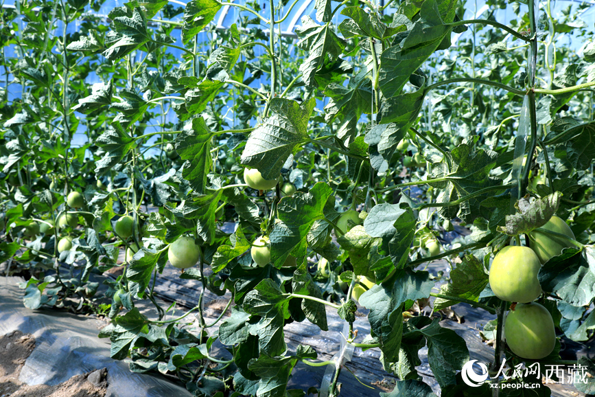 溫室中種植的瓜類作物果實(shí)累累。人民網(wǎng)記者 吳雨仁攝