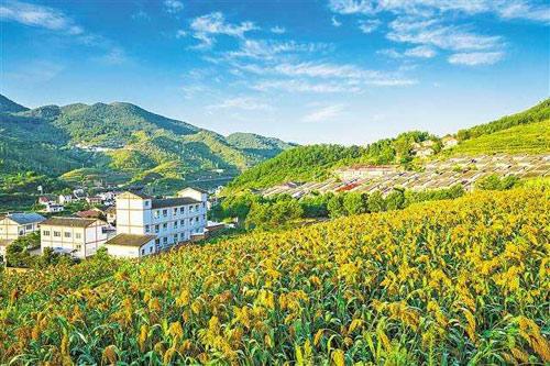 【理上網(wǎng)來o輝煌十九大】鄉(xiāng)村振興戰(zhàn)略：更綜合、全面、系統(tǒng)的發(fā)展戰(zhàn)略