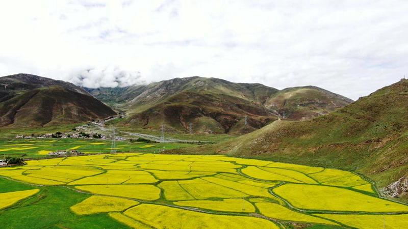 金燦燦的油菜花。洛克攝