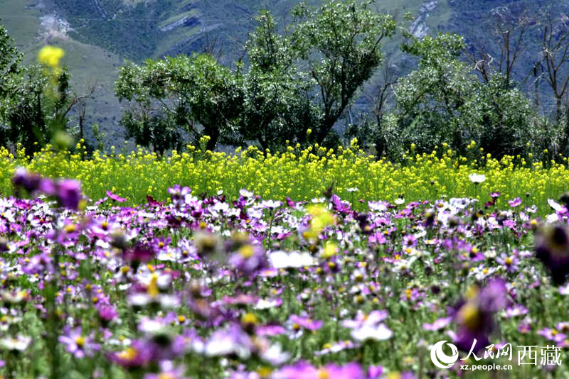 油菜花與格?；ㄏ嘤吵扇ぁＨ嗣窬W(wǎng) 李海霞攝