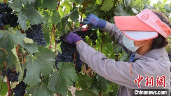 圖為當(dāng)?shù)卮迕癫烧咸??！∩侥仙Ｈ湛h委宣傳部提供