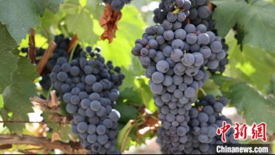 圖為桑日縣種植的葡萄?！∩侥仙Ｈ湛h委宣傳部提供