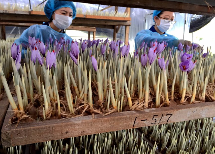 林芝天旺農(nóng)牧產(chǎn)品有限公司藏紅花種植基地工作人員采摘藏紅花。趙新民攝