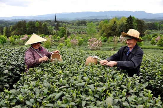 貴州省湄潭縣大力發(fā)展茶葉產(chǎn)業(yè)，60萬畝生態(tài)茶園實(shí)現(xiàn)了“綠水青山變成金山銀山”，生態(tài)與經(jīng)濟(jì)協(xié)調(diào)發(fā)展。圖為湄潭縣湄江街道金花村茶農(nóng)采茶 瞿欣含攝 _副本.jpg