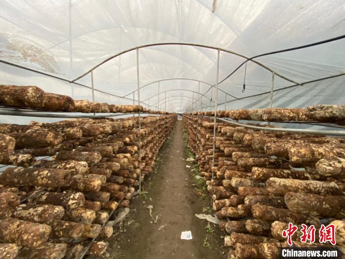圖為基地里的食用菌菌棒。　劉鵬 攝