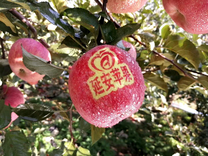 延安蘋果。柳林鎮(zhèn)果技站供圖。