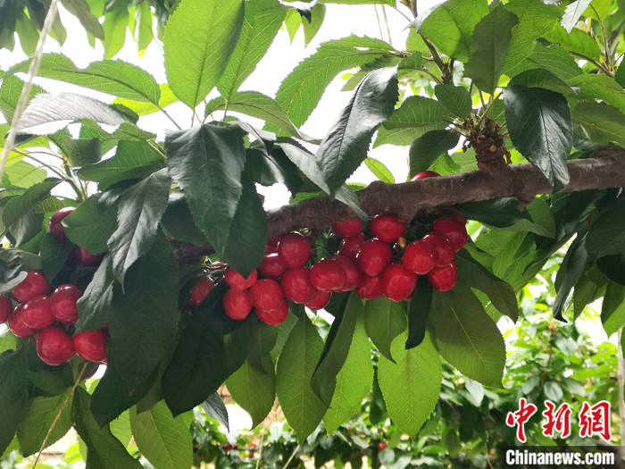 陜西省子長市盛宇現(xiàn)代農(nóng)業(yè)示范園內(nèi)，櫻桃鮮艷欲滴。<a target='_blank'  ><p  align=