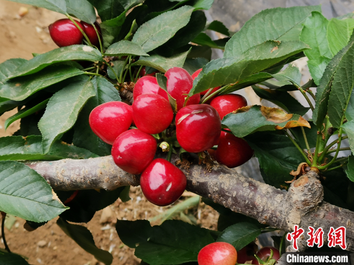 陜西省子長市盛宇現(xiàn)代農(nóng)業(yè)示范園內(nèi)，櫻桃鮮艷欲滴。<a target='_blank'  ><p  align=