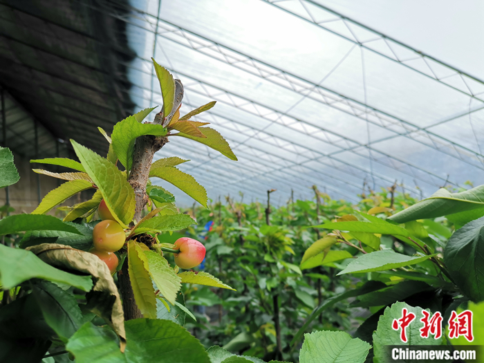 陜西省子長市盛宇現(xiàn)代農(nóng)業(yè)示范園櫻桃園區(qū)。<a target='_blank'  ><p  align=